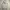 Carhartt Streetwear Hoody Pria Gray