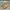 Spao Vintage Pria Tan