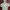 Adidas Sportswear Hoody Pria gray photo 2