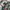 Winter jacket tebal  anak bunga emerald lucu allo lugh photo 4