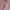 Cheongsam Pink