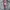 Vintage Harrington jacket Pria gray photo 4
