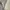 Forever 21 Luxury Fairy Going out dress Wanita white cream photo 2