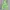AMBUSH Streetwear Hoody Pria Green