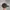 Obey Futurist Casual Hat Pria red black photo 2