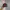 Obey Futurist Casual Hat Pria red black photo 1