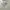 Crocodile Streetwear Casual Polo shirt Pria white photo 3