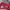 MLB Vintage Sportswear Jersey Pria white red photo 4
