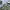 Grunge Indie Formal shirt Pria green photo 2