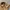 CARGO PANTS HIGH SPEED BROWN photo 4