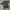Signore Polo Shirt Knit photo 5