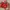 Sorka Sling Bag (Terracotta)