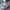 Carhartt Rugged Cargo Pendek Camo  photo 10