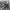 Carhartt Rugged Cargo Pendek Camo  photo 7