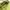 LUELLA leather green handbag photo 3