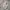 Japanese brand Luxury Casual Harrington jacket Pria tan photo 2