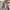Japanese brand Luxury Casual Harrington jacket Pria tan photo 3