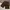 Unknown brown baggy jorts photo 8