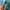 Lululemon scuba oversized halfzip hoodie turqoise photo 3