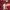 Streetwear Casual T-shirt Pria burgundy photo 5
