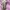 Sacai Luck Women Ribbon Pocket Shirt photo 3