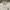 BOY London Vintage Casual Polo Shirt Pria Gray
