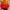 Topi Vintage WCW Hulk Hogan Snapback Yellow Red Original PL
 photo 2