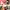 Herschel Waist Bag Floral Hibiscus photo 8