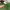 Polizei Pine Green Distressed Tee (L) photo 6