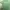 Polizei Pine Green Distressed Tee (L)