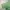 Polizei Pine Green Distressed Tee (L) photo 9