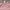 MLB Skater Casual Sweater Wanita pink photo 3