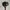Topi copet flat caps taylormade golf photo 6