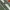 PLANTATION BY ISSEY MIYAKE GREEN/WHITE STRIPED WOMAN KNIT T-