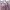 Y2K Coquette Cardigan Wanita pink photo 3