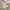 aurora pastels satin camisole photo 3