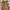 ZARA Casual Casual trouser Wanita tan photo 3