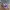 VANS Casual Sneakers Wanita purple white photo 3