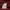 Champion Casual Sweater Wanita burgundy red photo 4