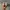 Adidas Samba Jane photo 4