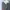 Dickies Vintage Casual Casual pants Pria gray photo 1