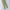 Dickies Vintage Casual Casual pants Pria khaki photo 3
