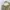 Dickies Vintage Casual Casual pants Pria khaki photo 4