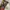 Dickies Casual Pria multicolor photo 3