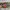 Dickies Casual Pria multicolor photo 4