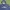 Navy Blue Waffle - Knit Hoodie ( California U.S.A) 
