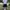 Y2K Skater Short Pria white black photo 3