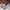New Balance Sportswear Casual Sneakers Pria cream photo 3