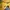 Covernat Sportswear Casual Sweater Pria yellow photo 4