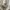 thisisneverthat Skater Sportswear Hoody Pria gray photo 3